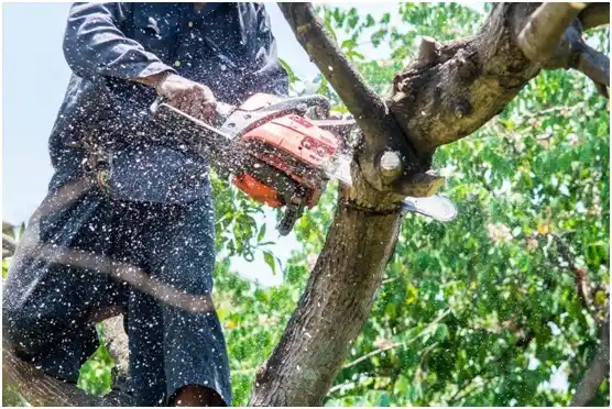 tree services New Odanah
